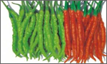 Chilli