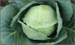 Cabbage